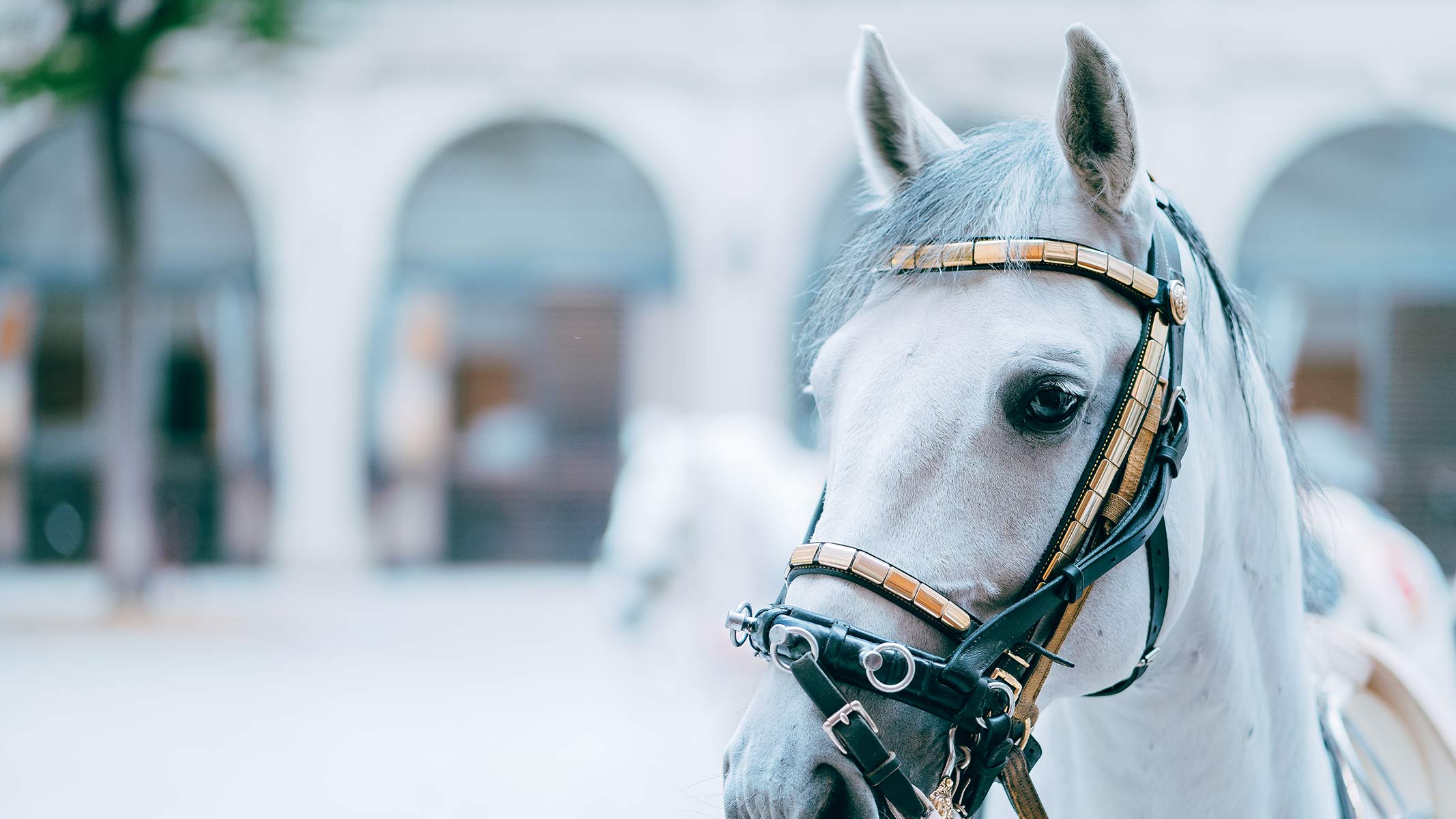 Although the Lipizzaner comes from Slovenia, he became a star at the Spanish Riding School in Vienna.
